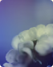 flowers-background